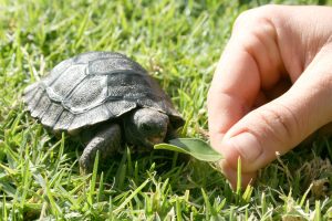 Galapagos Tortoise Baby Pictures