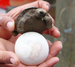 Galapagos Tortoise Egg