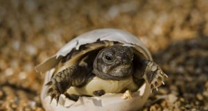 Galapagos Tortoise Eggs Hatching