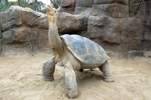 Galapagos Tortoise Images