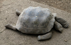 Galapagos Tortoise Legs