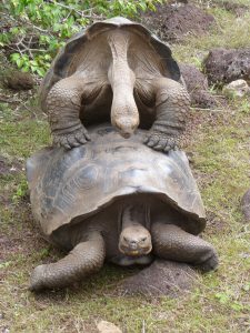 Galapagos Tortoise Mating