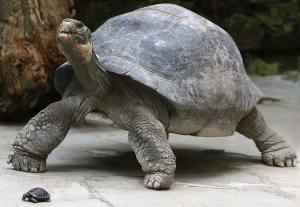 Galapagos Tortoise Photos