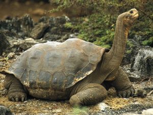 Galapagos Tortoise Pictures