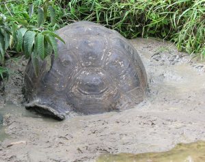 Galapagos Tortoise Shell