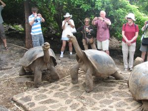 Galapagos Tortoise Size