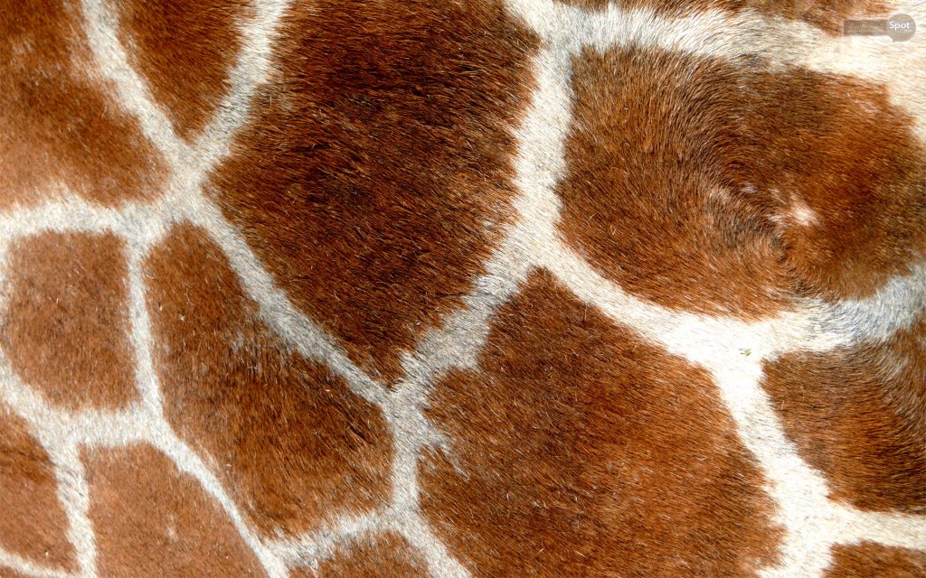 Best Giraffe Wallpapers And Backgrounds - Free To Download!