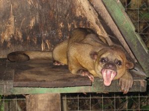 Kinkajou