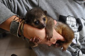 Kinkajou Baby