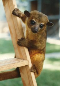 Kinkajou Ears and Eyes