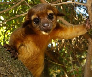 Kinkajou Images