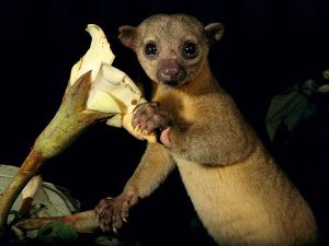 Kinkajou Pictures