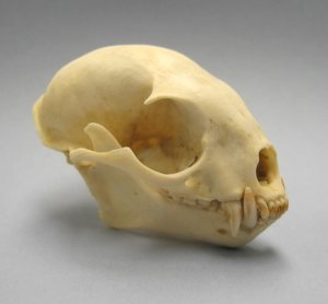 Kinkajou Skull