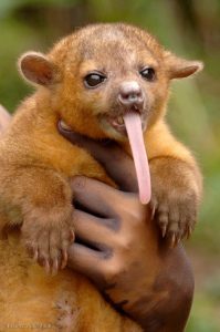 Kinkajou Tounge