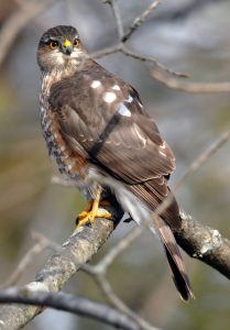 Pictures of Sharp Shinned Hawk