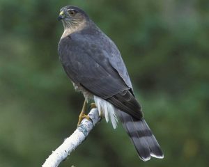 Sharp Shinned Hawk