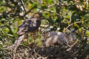 Sharp Shinned Hawk Chicks