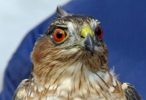 Sharp Shinned Hawk Eyes