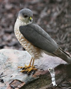 Sharp Shinned Hawk Feet