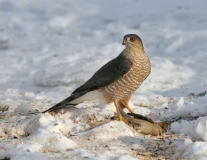 Sharp Shinned Hawk Images