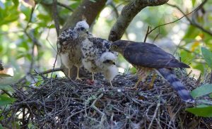 Sharp Shinned Hawk Nest