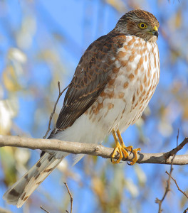 Sharp Shinned Hawk Photos