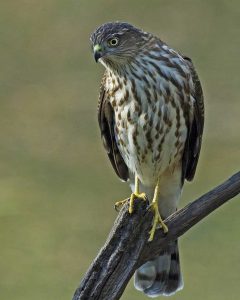 Sharp Shinned Hawk Pictures