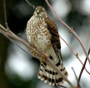 Sharp Shinned Hawk Tail