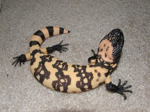 Baby Gila Monster