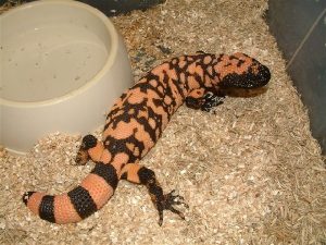 Gila Monster Baby