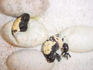 Gila Monster Eggs