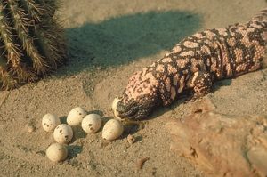 Gila Monster Eggs Pictures