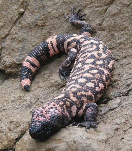 Gila Monster Images