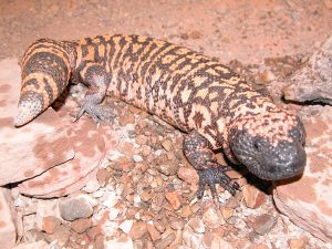 Gila Monster Lizard