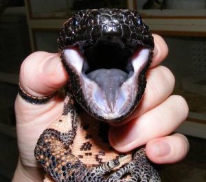 Gila Monster Mouth