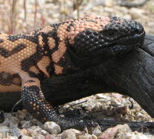 Gila Monster Pictures