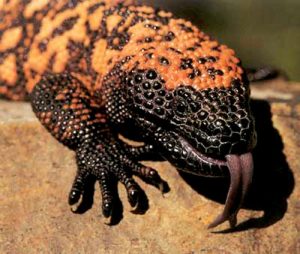 Gila Monster Tongue