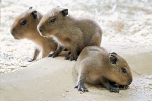 Baby Capybara