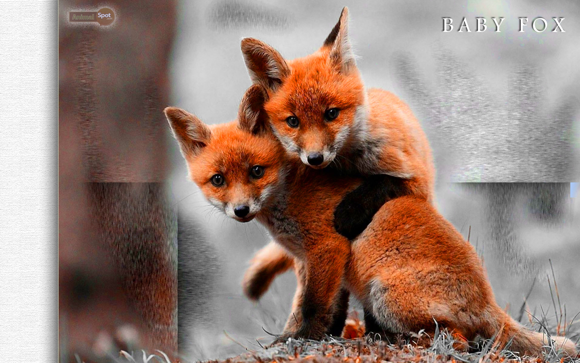 cáo fox hình nền  cáo cáo fox hình nền 24577442  fanpop