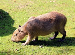 Capybara