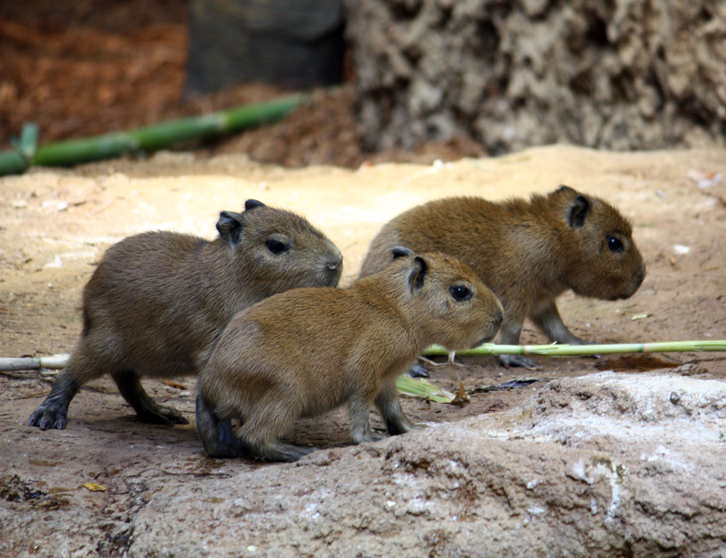 Capivara (capybara)  Capybara, Endangered animals facts, Worlds cutest  animals