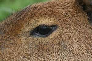 Capybara Eye