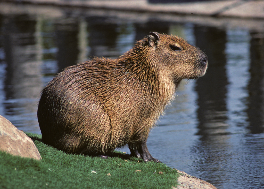 Capivara (capybara)  Capybara, Endangered animals facts, Worlds cutest  animals