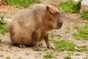 Capybara Legs