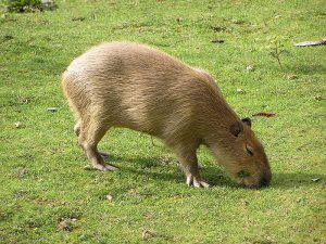 Capybara Photos