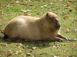 Capybara Pictures