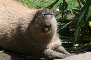 Capybara Teeth