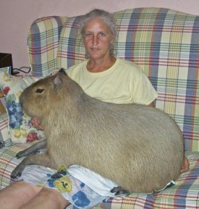 Capybara as Pets