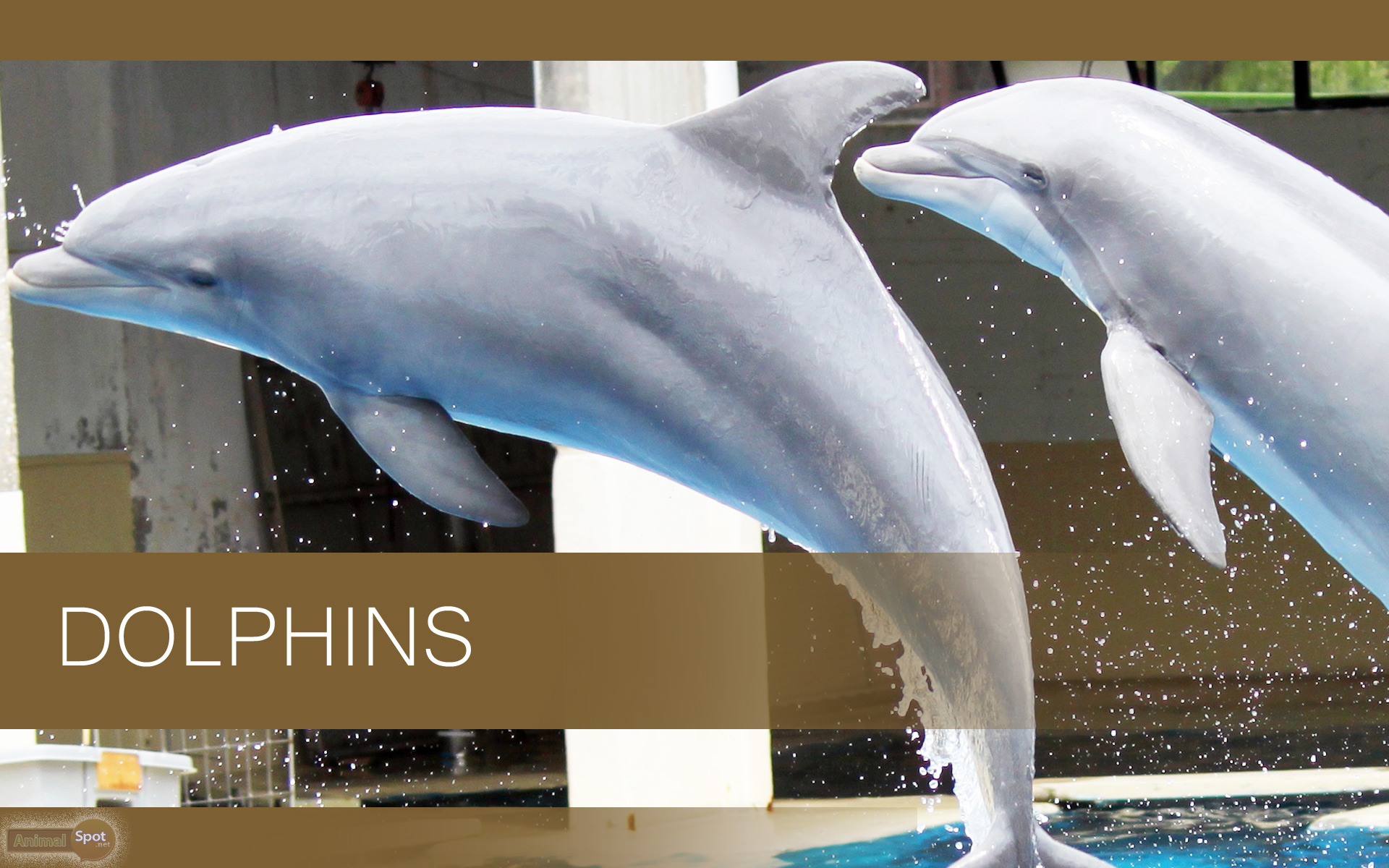 Dolphin Wallpapers - Animal Spot