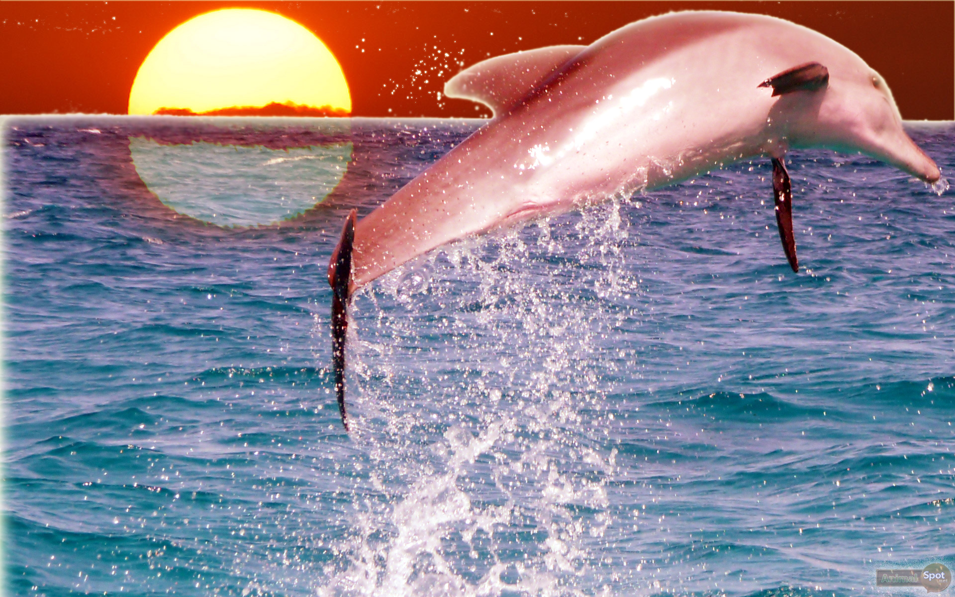 Dolphin Wallpapers - Animal Spot